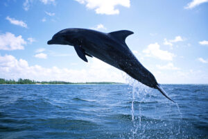 Dolphin Diving7052612463